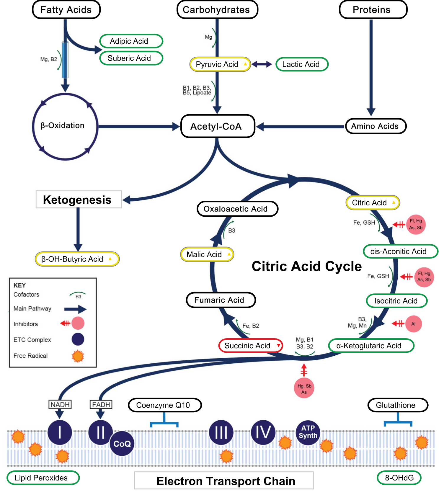Electron transport chain GDX